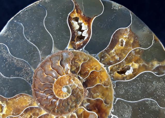 Cleoniceras (Grycia) besairiei COLLIGNON 1949 - Bild © FossNet FossilienStore